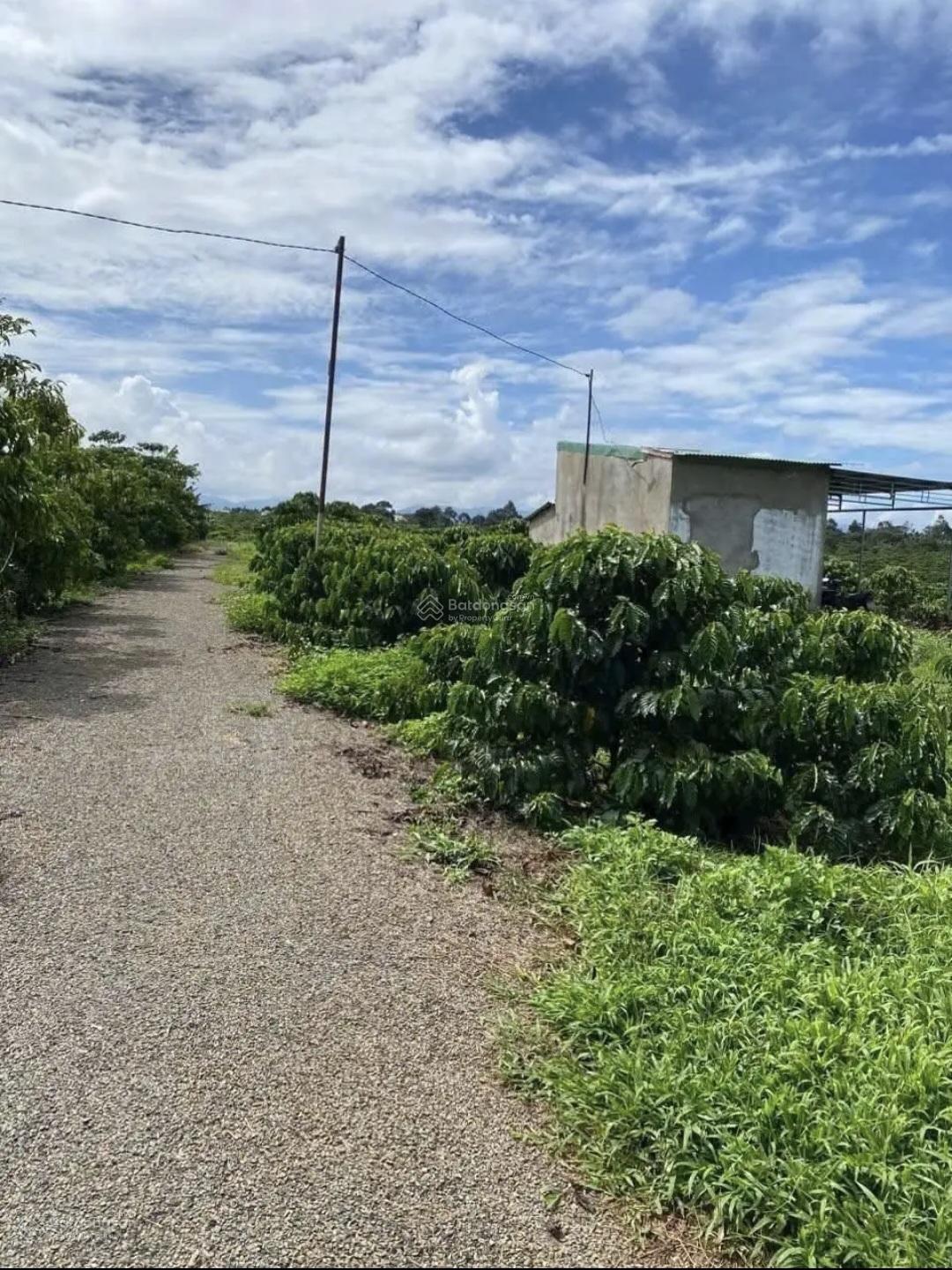 Bán gấp 1 ha vườn cà phê đẹp đường lớn có chòi Tân Lạc