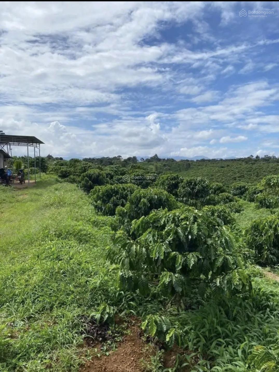 Bán gấp 1 ha vườn cà phê đẹp đường lớn có chòi Tân Lạc