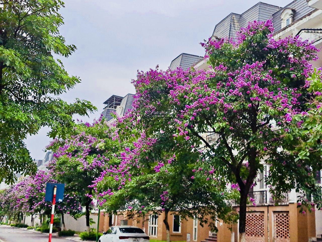 Cần bán biệt thự Lideco, DT 280m thoáng trước sau, trục đường to kinh doanh tốt, giá 35 tỷ