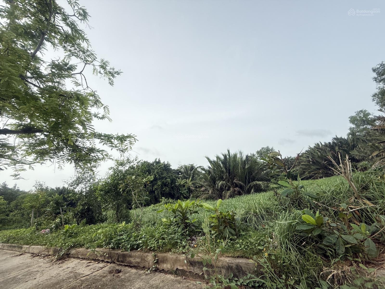 Bán đất mặt tiền đường số ngay KDC Bình Hưng - Bình Chánh