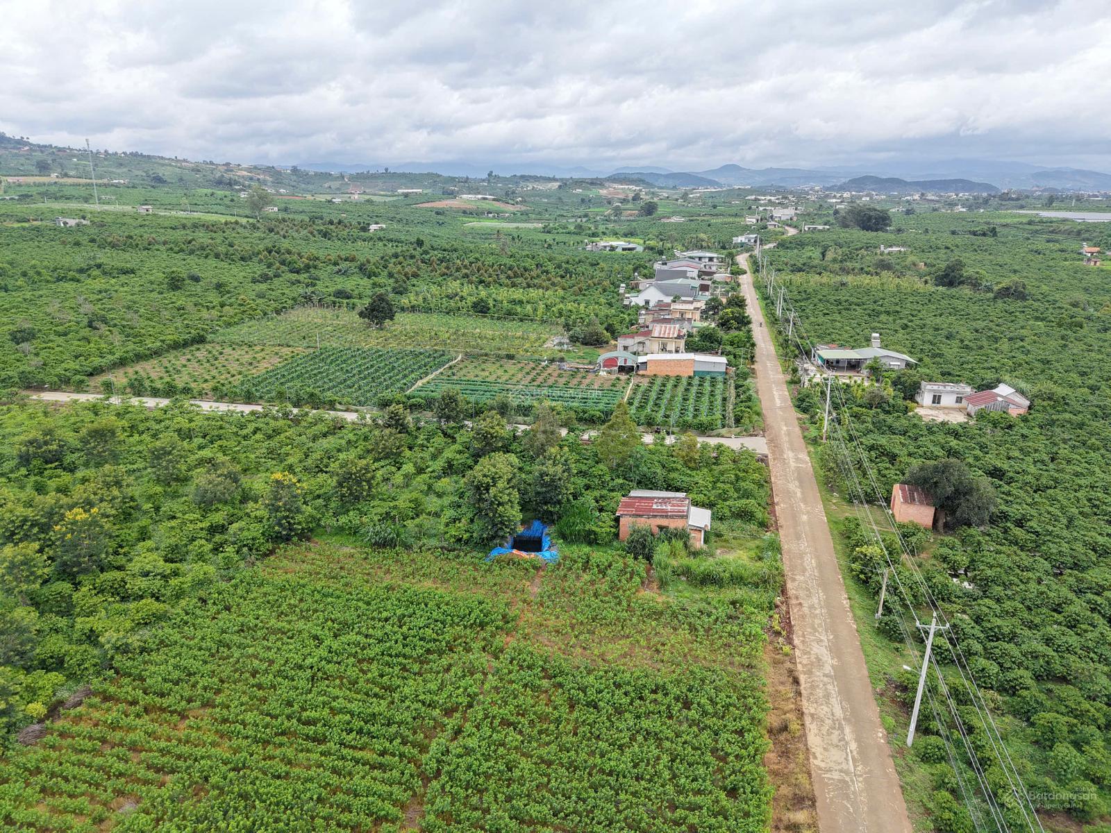 Chỉ 450 triệu có ngay gần 100m2 thổ cư gần Đà Lạt Bao sổ, ô tô tới cửa Chỉ 450 triệu có ngay gần 100m2 thổ cư gần Đà Lạt Bao sổ, ô tô tới cửa