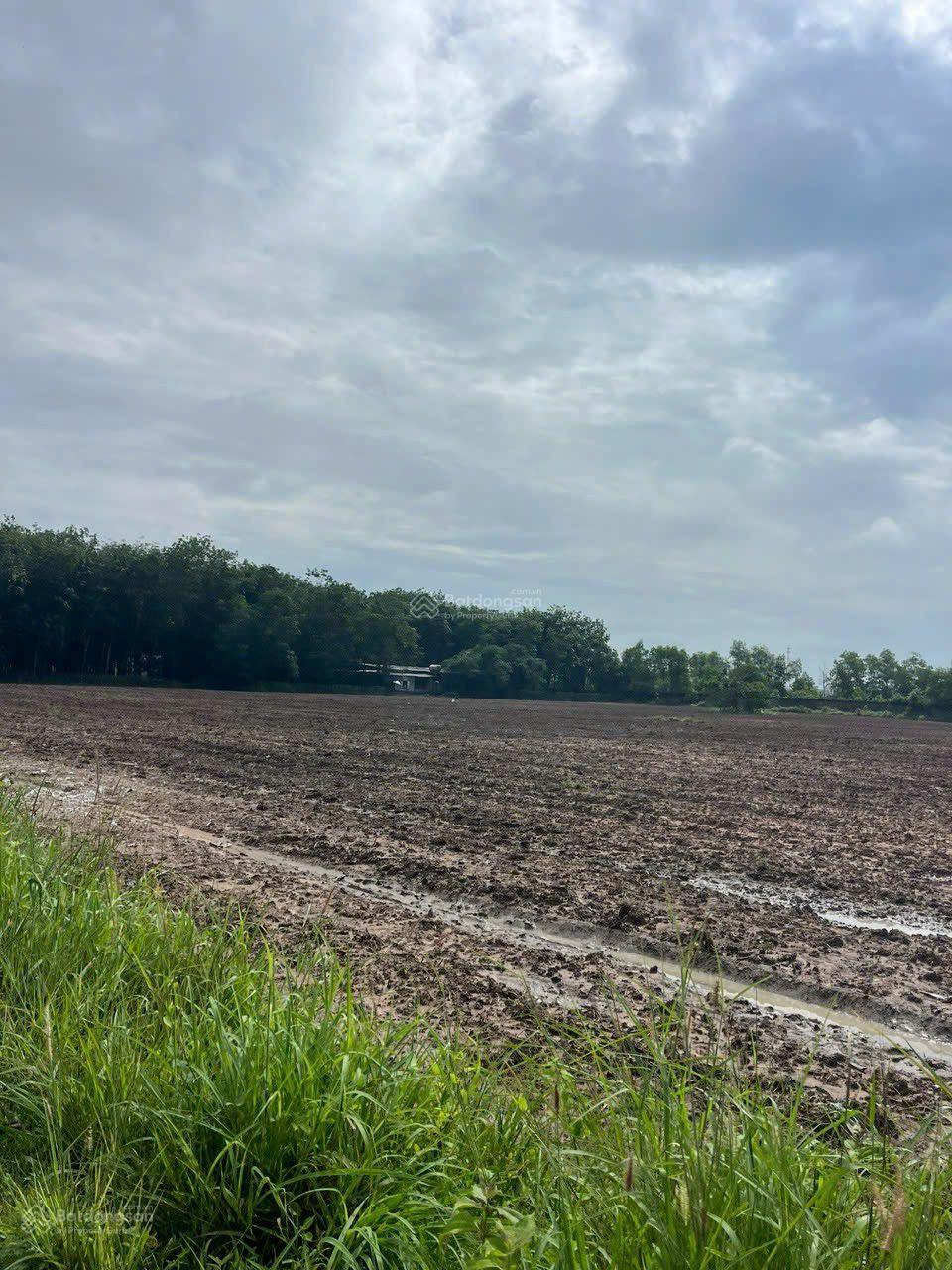 Chính chủ cần bán đất mặt tiền đường Trừ Văn Thố 23, xã Trừ Văn Thố, Bàu Bàng, tiềm năng lớn Chính chủ cần bán đất mặt tiền đường Trừ Văn Thố 23, xã Trừ Văn Thố, Bàu Bàng, tiềm năng lớn