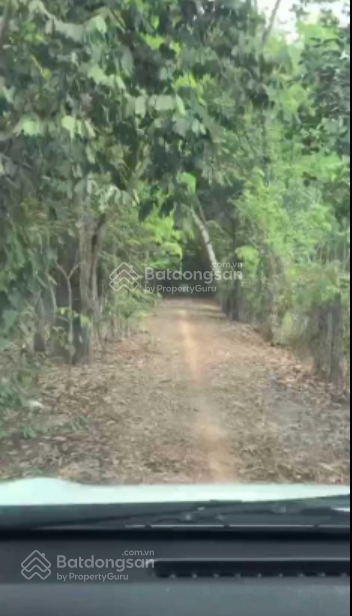 Cần bán đất trồng cây lâu năm, cách DT 741 Nguyễn Văn Thành 200m, Phường Chánh Phú Hòa, TP Bến Cát