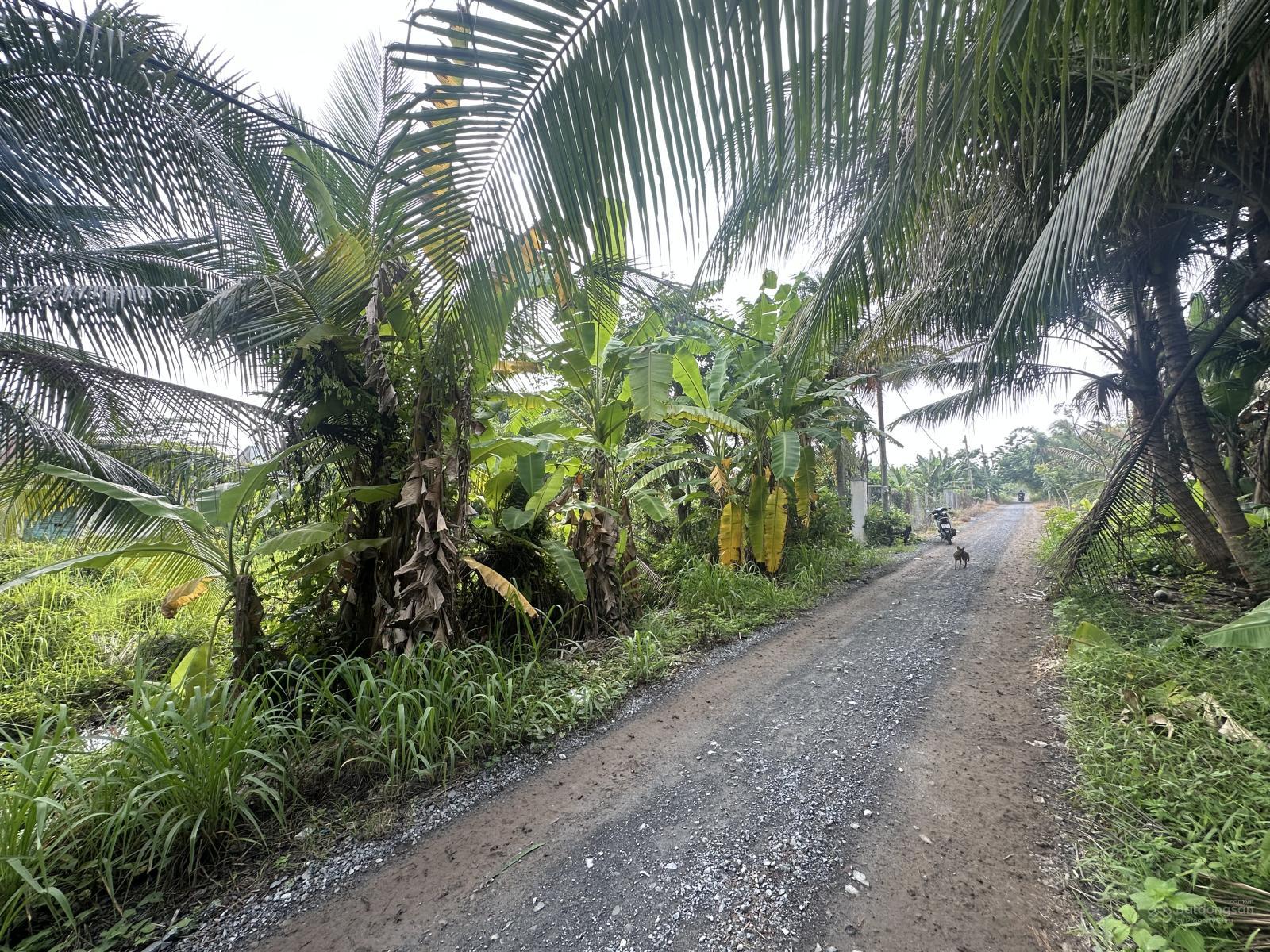 748m2 có 369m2 thổ cư mặt tiền đường Kênh Sáng, Xã Lê Minh Xuân 748m2 có 369m2 thổ cư mặt tiền đường Kênh Sáng, Xã Lê Minh Xuân