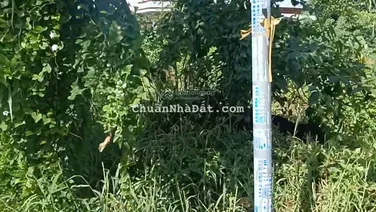 Sỡ hữu ngay 504m2 đất vườn mặt tiền đường nhựa Bùi Văn Sự chỉ 2,5 tỷ