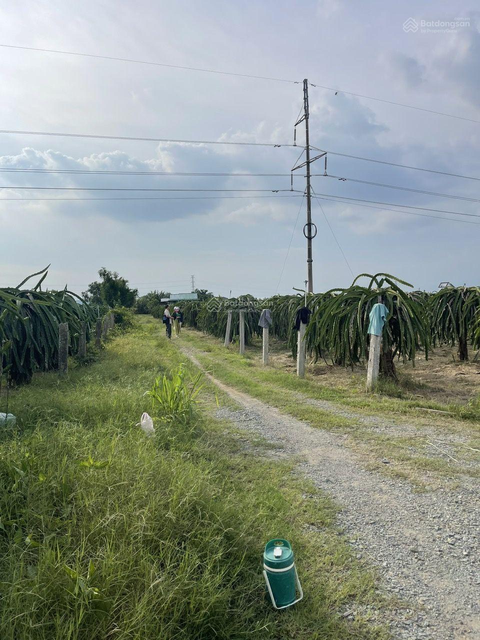 Bán đất thanh long cách Phan Thiết 16km, ngay trạm thu phí Sông Phan, DT 15500m2