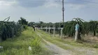 Bán đất thanh long cách Phan Thiết 16km, ngay trạm thu phí Sông Phan, DT 15500m2