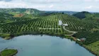 14ha trồng kín sầu Thái năm 7, có 1500m2 Thổ cư, 750m mặt đường, 300m mặt giáp hồ lớn, có nhà yến