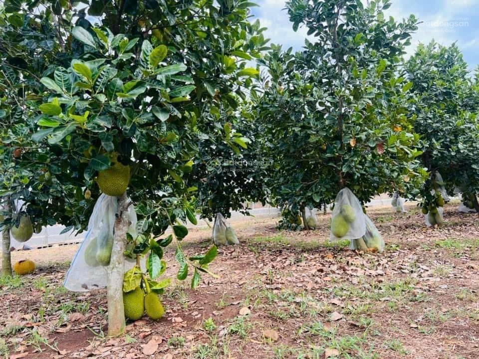 Bán nhà vườn ngay hồ Suối Môn siêu mát 18x56m có 300m2 thổ cư giá 2.x tỷ