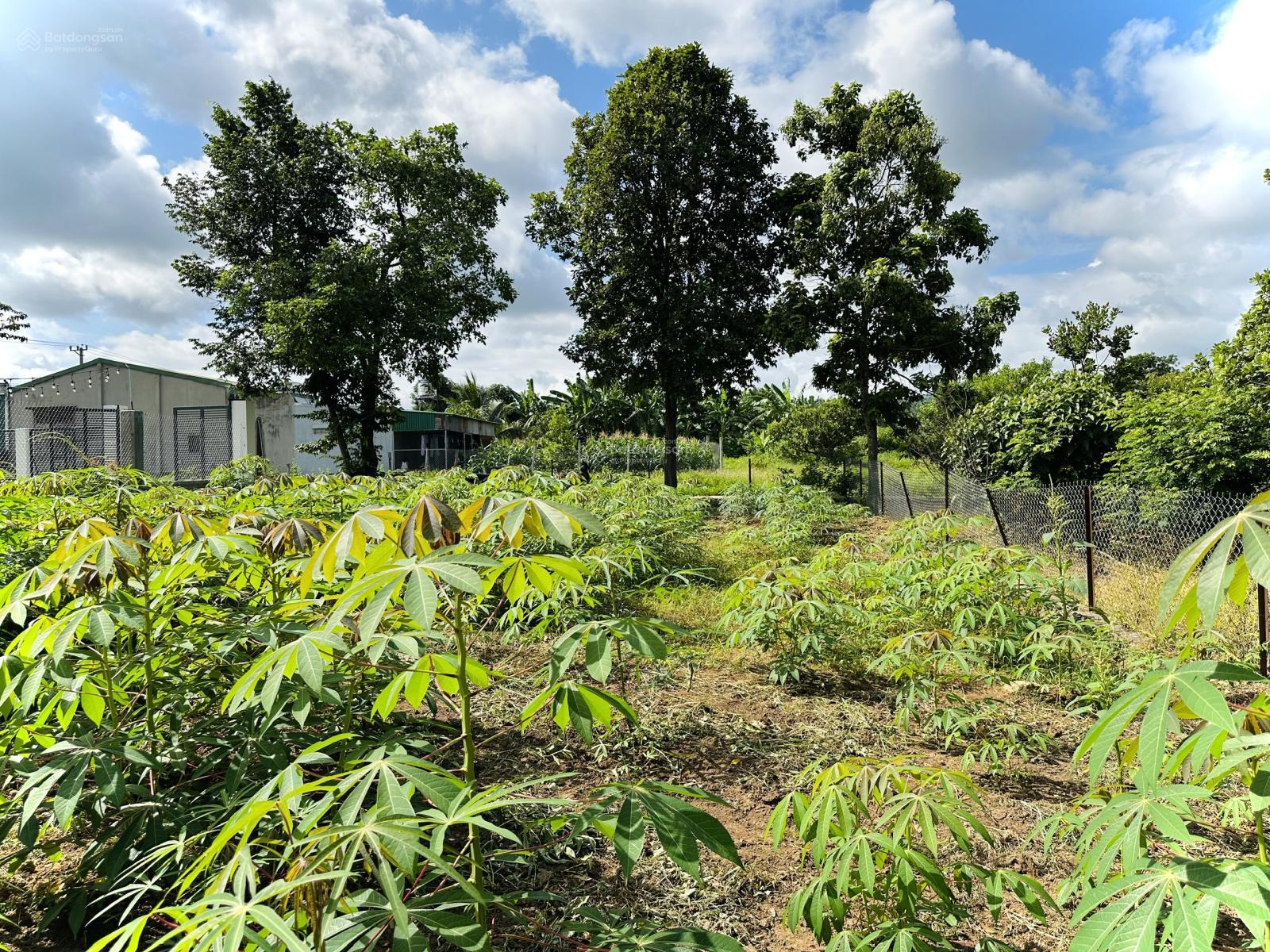 2 lô liền kề Thôn 8 CưEbur (Phường BMT) - 5 x 22m (Thổ cư 100%) - 690 triệu/lô