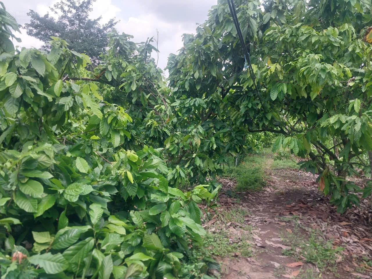 Bán đất mặt tiền đường nhựa 8 xã siêu rẻ tại Phú Xuân-Phú Túc-Châu Thành( nay là tỉnh Vĩnh Long) Bán đất mặt tiền đường nhựa 8 xã siêu rẻ tại Phú Xuân-Phú Túc-Châu Thành( nay là tỉnh Vĩnh Long)