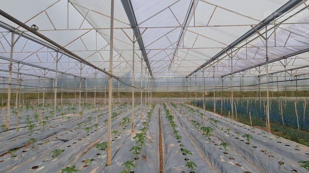 Siêu phẩm! Farm 3ha ở nghỉ dưỡng kết hợp làm nông nghiệp công nghệ cao, đường 8m ngang 100m 65tỷ