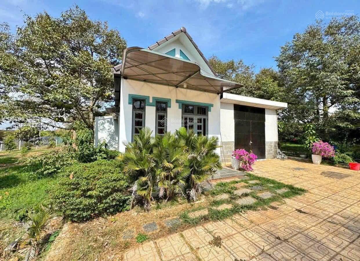 Bán đất có nhà cấp 4 và vườn cây ăn quả ngay Long Nguyên, Bàu Bàng. Giá 2,1tỷ, 1008m2 sổ hồng riêng
