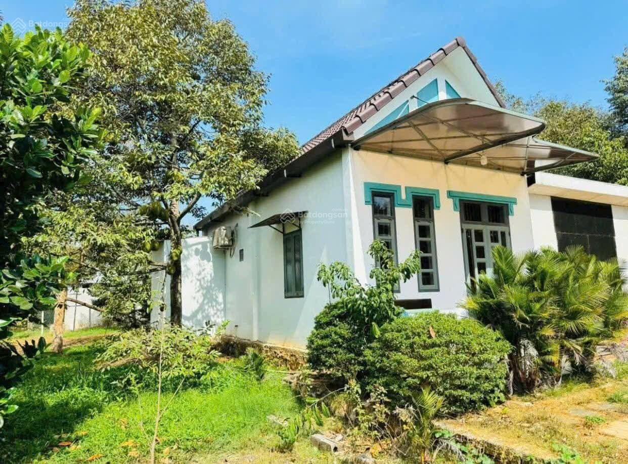 Bán đất có nhà cấp 4 và vườn cây ăn quả ngay Long Nguyên, Bàu Bàng. Giá 2,1tỷ, 1008m2 sổ hồng riêng