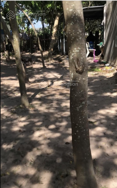 Bán vườn sưa đỏ 1000 gốc 9 năm tại Quốc lộ 1A, Hồng Sơn, Hàm Thuận Bắc, Bình Thuận, 4 tỷ, 8600m2