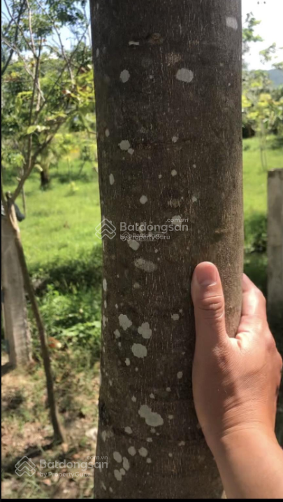 Bán vườn sưa đỏ 1000 gốc 9 năm tại Quốc lộ 1A, Hồng Sơn, Hàm Thuận Bắc, Bình Thuận, 4 tỷ, 8600m2