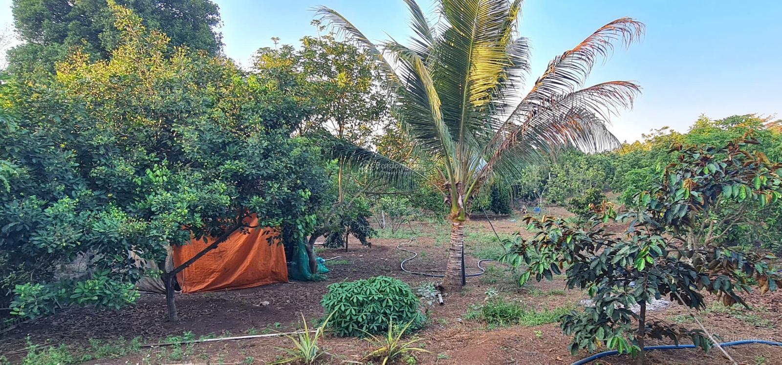 Bán Vườn Trái Cây view suối 2000m2, có 100m2 thổ cư trong Khu dân cư đường TL764, Cẩm Mỹ, Đồng Nai