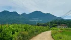 Bán đất tại Khánh Thượng, Ba Vì, Hà Nội, 1,85 tỷ, 1100m2