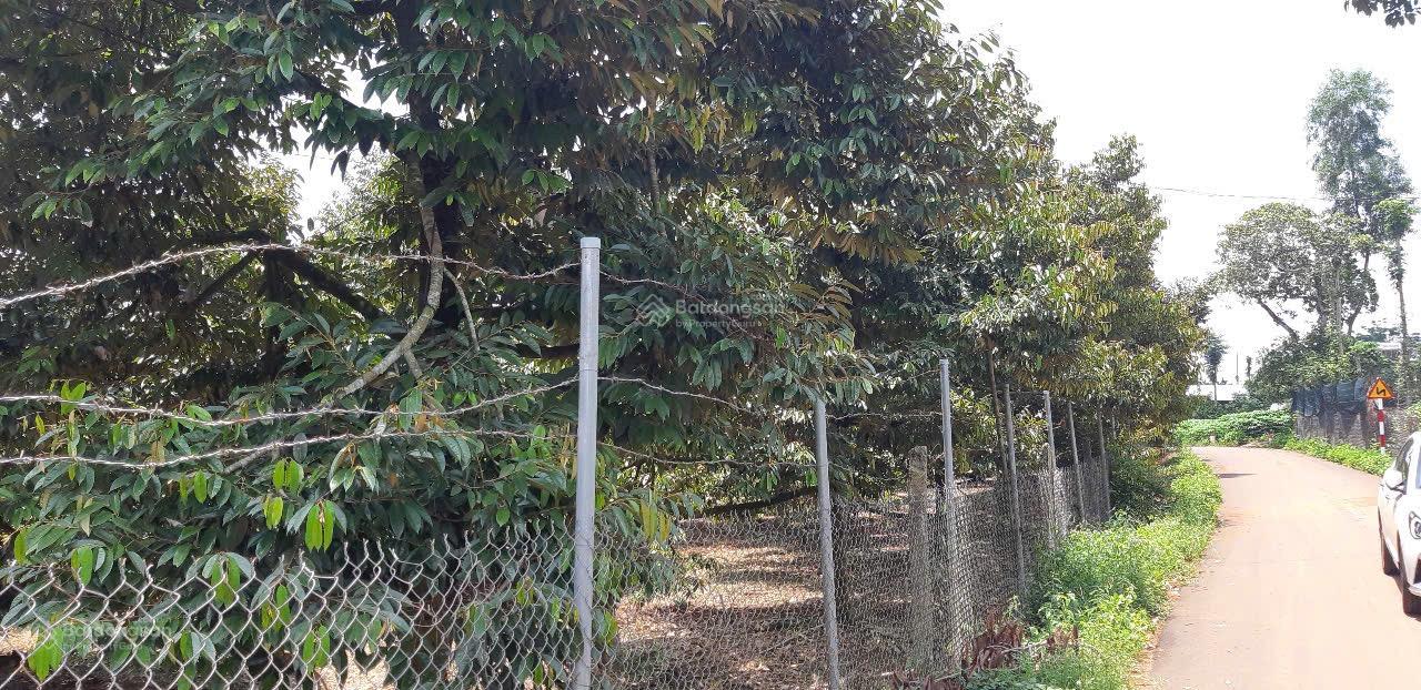 Đất vườn Full Sầu riêng đã cho thu hoạch tại
Xã Kim Long. TP. Hồ Chí Minh ( Láng Lớn. Châu Đức cũ