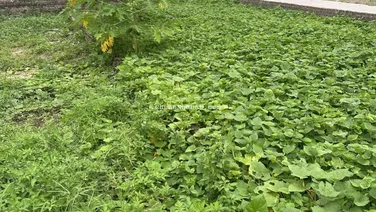 Oto ngủ trong đất, 100m ra đường nhựa liên xã, trường C1, trạm y tế DT 68m2 MT 4.2m nở hậu. 4,3 tỷ