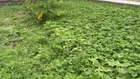 Oto ngủ trong đất, 100m ra đường nhựa liên xã, trường C1, trạm y tế DT 68m2 MT 4.2m nở hậu. 4,3 tỷ