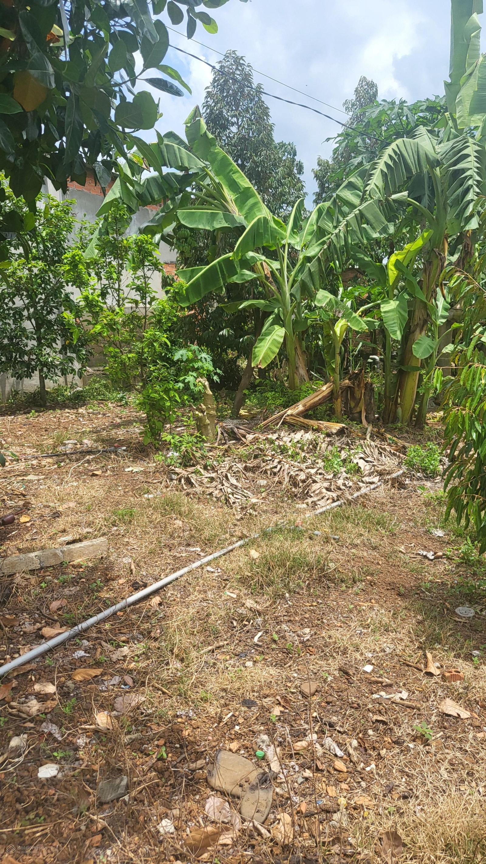 Bán vườn sầu riêng có thổ cư 1 sào 800tr cây trái như ảnh vườn ở xã Phú Giáo TP HCM