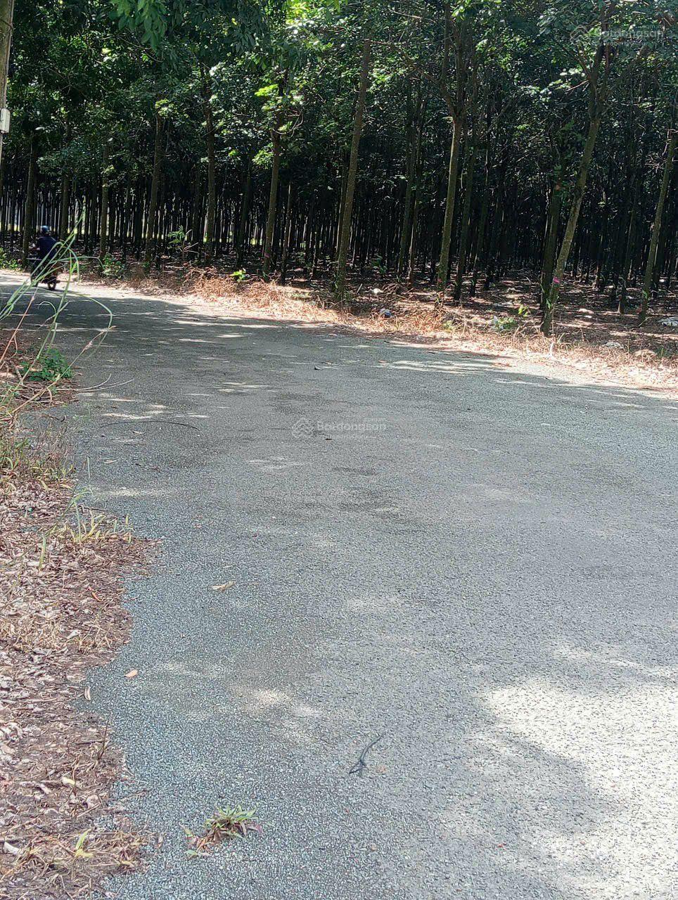 Bán đất Chơn Thành Đồng Nai cơ hội đầu tư và an cư mặt tiền 12 mét