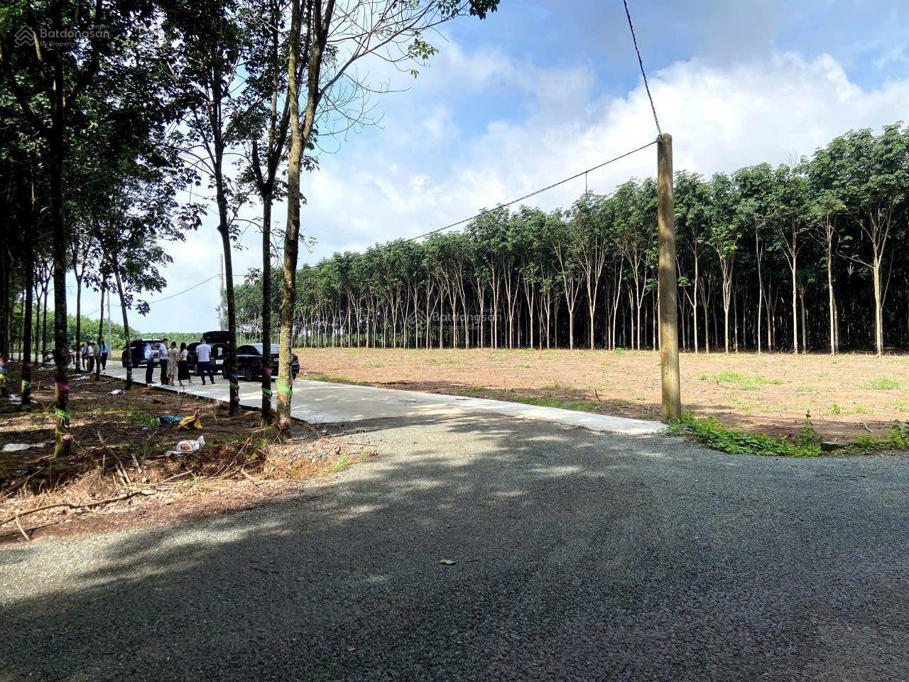 BÁN ĐẤT NGAY CHƠN THÀNH BÌNH PHƯỚC CHỈ 220TR BÁN ĐẤT NGAY CHƠN THÀNH BÌNH PHƯỚC CHỈ 220TR