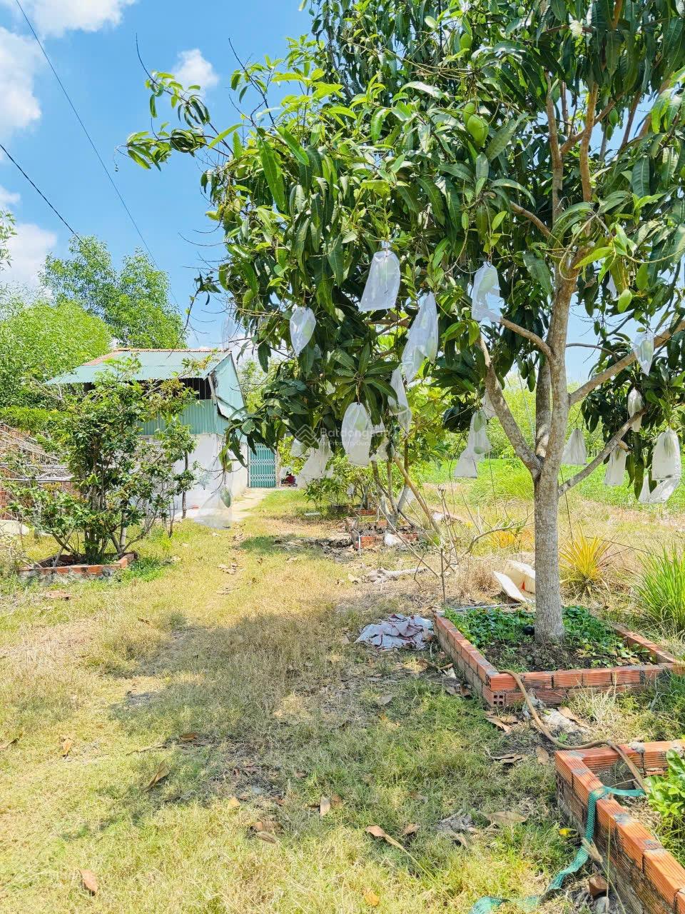 Bán đất tại Thành Long, Châu Thành, Tây Ninh, 450 triệu, 1000 m2 - Hot!