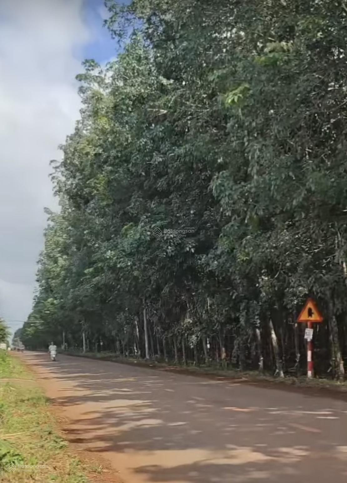 Bán nền nhựa kinh doanh bầu sen xuân lập đồng nai