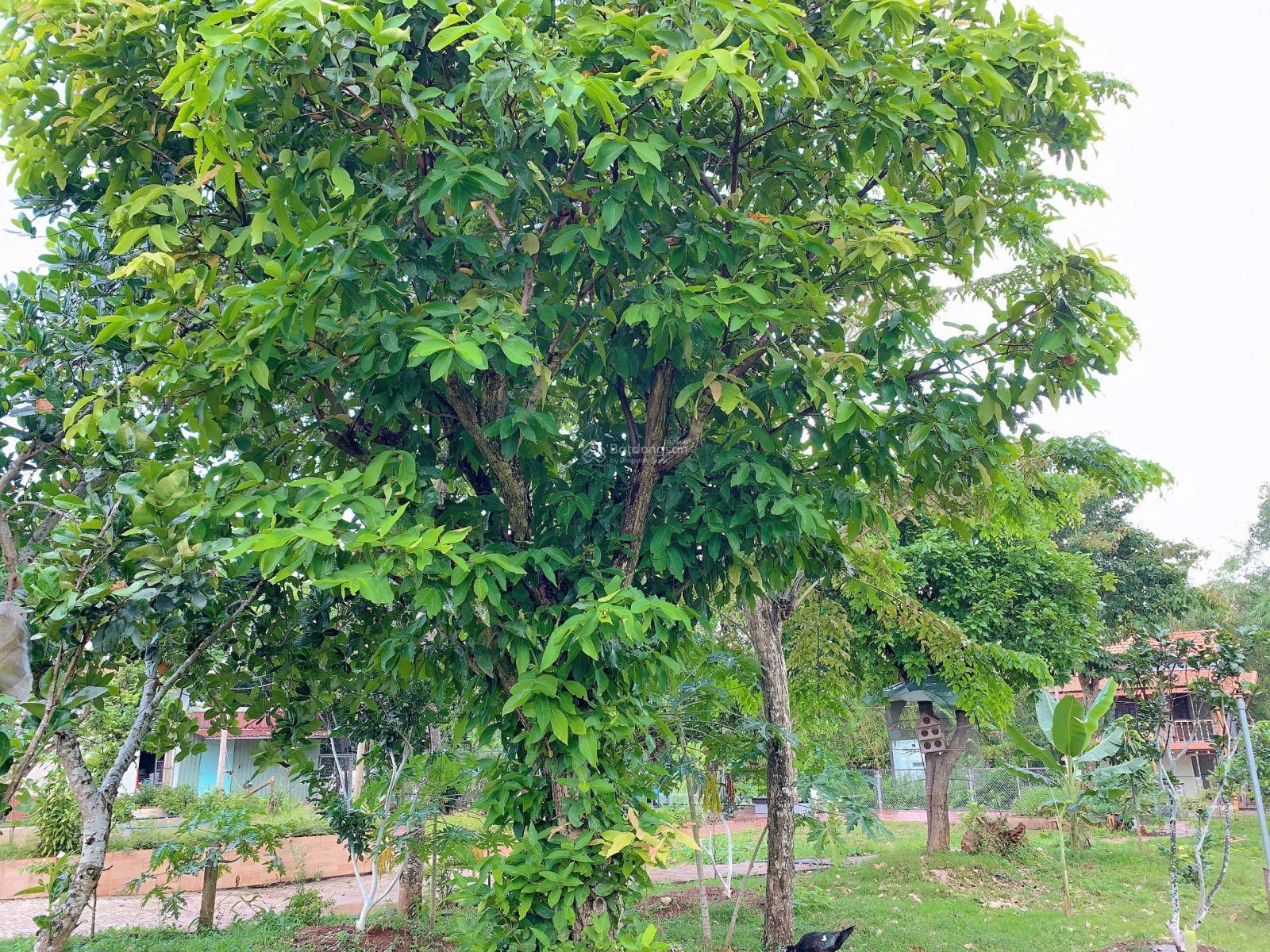 Bán khoảng 6 sào 1 (6115m2) đất xã Nghĩa Thành, Tp. HCM. Giá 12 tỷ