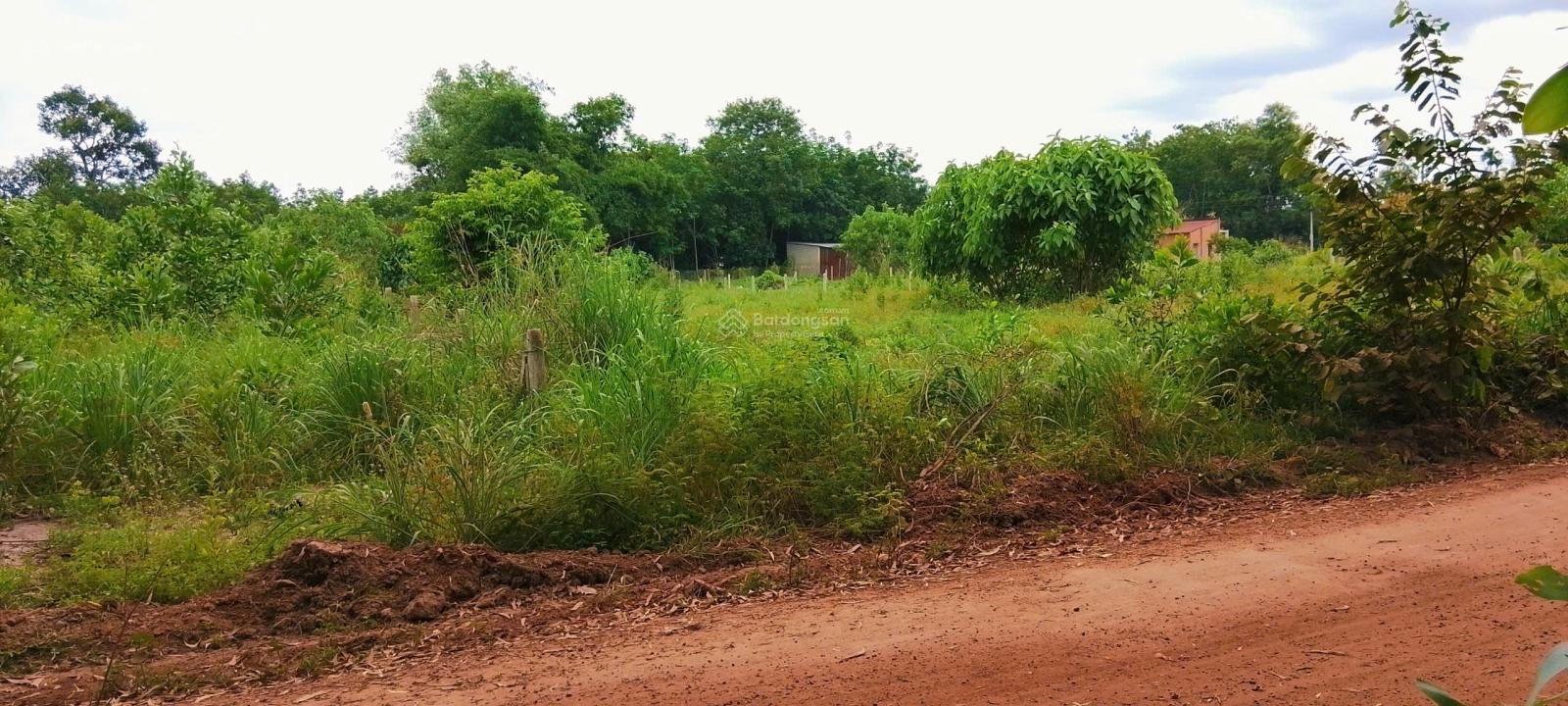 Bán đất Minh Thạnh, Dầu Tiếng 242.5m² đường xe hơi giá đầu tư cực mềm