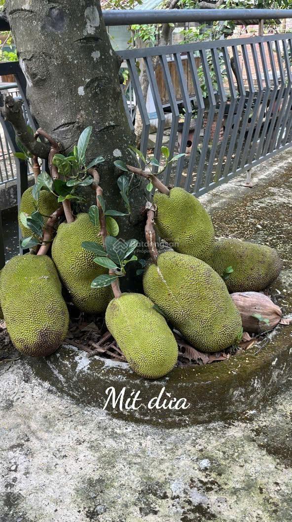 Đất vườn 2 mặt tiền Đường Nguyễn Thị Lèn, Xã Trung An (nay là xã Bình Mỹ) Huyện Củ Chi