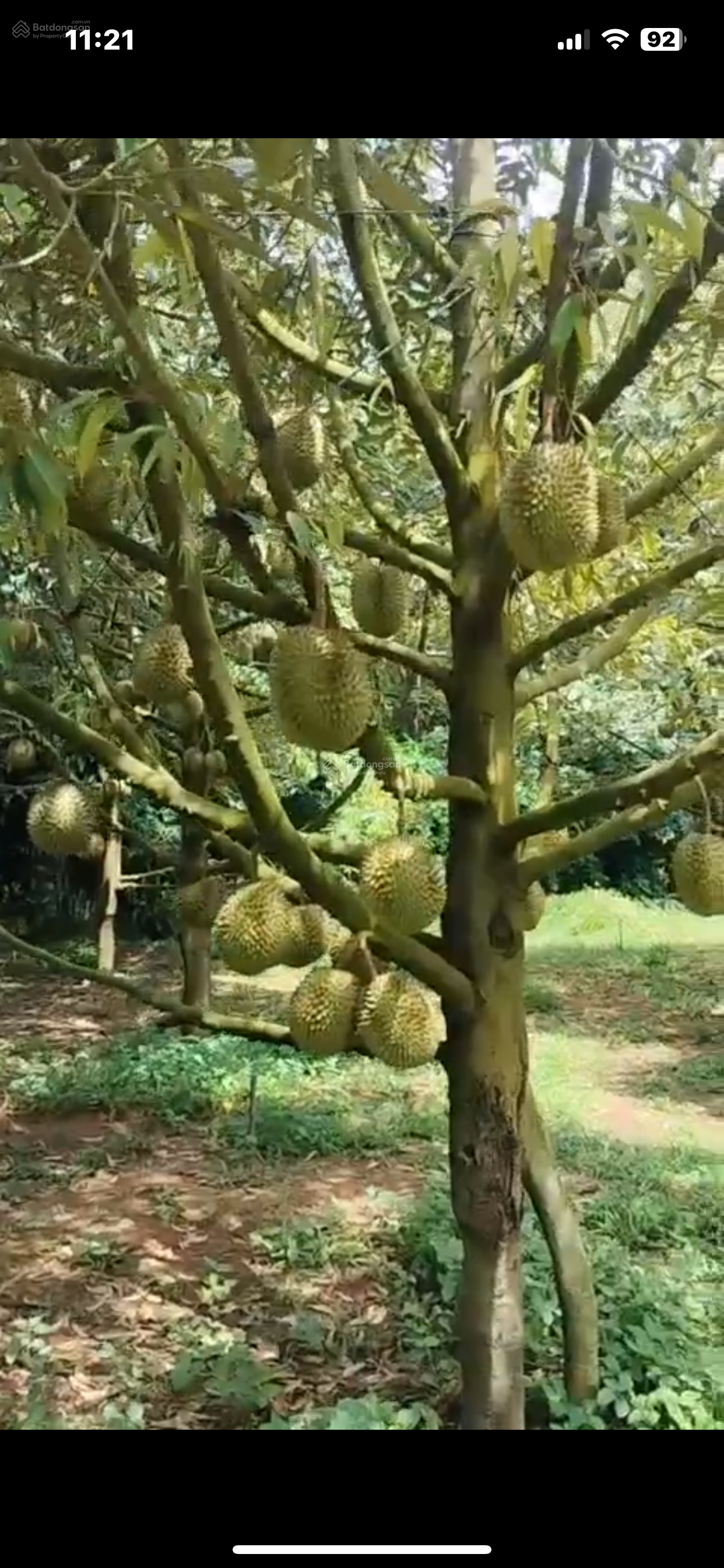 Cần bán vườn cây ăn quả, gần cao tốc, cho thu nhập ổn định, P. Hàng Gòn, Nhân Nghĩa, Đồng Nai