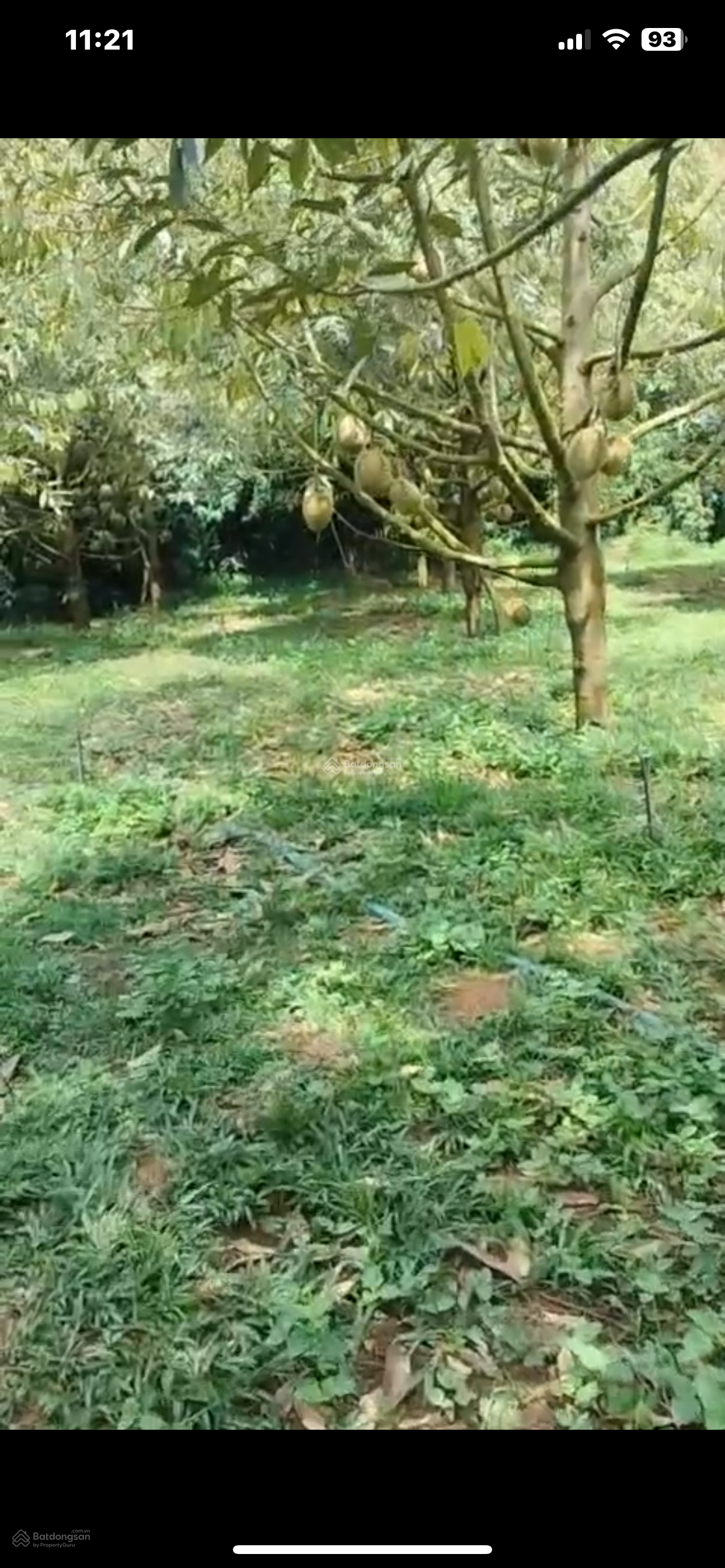 Cần bán vườn cây ăn quả, gần cao tốc, cho thu nhập ổn định, P. Hàng Gòn, Nhân Nghĩa, Đồng Nai