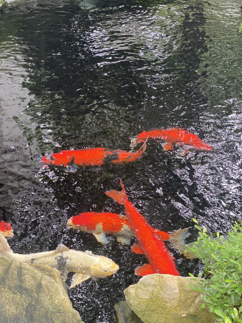 Chính chủ cho thuê biệt thự song lập giá 58tr/tháng. H7 Starlake 220m2x3tầng full đồ LH 0339 937 ***