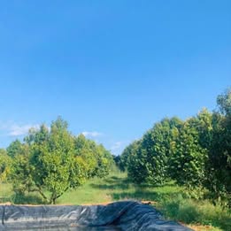 Bán đất Quốc lộ 14, 250 triệu, 1011m2, Đồng Tiến, Đồng Phú, Bình Phước