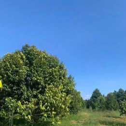 Bán đất Quốc lộ 14, 250 triệu, 1011m2, Đồng Tiến, Đồng Phú, Bình Phước