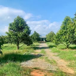 Bán đất Quốc lộ 14, 250 triệu, 1011m2, Đồng Tiến, Đồng Phú, Bình Phước