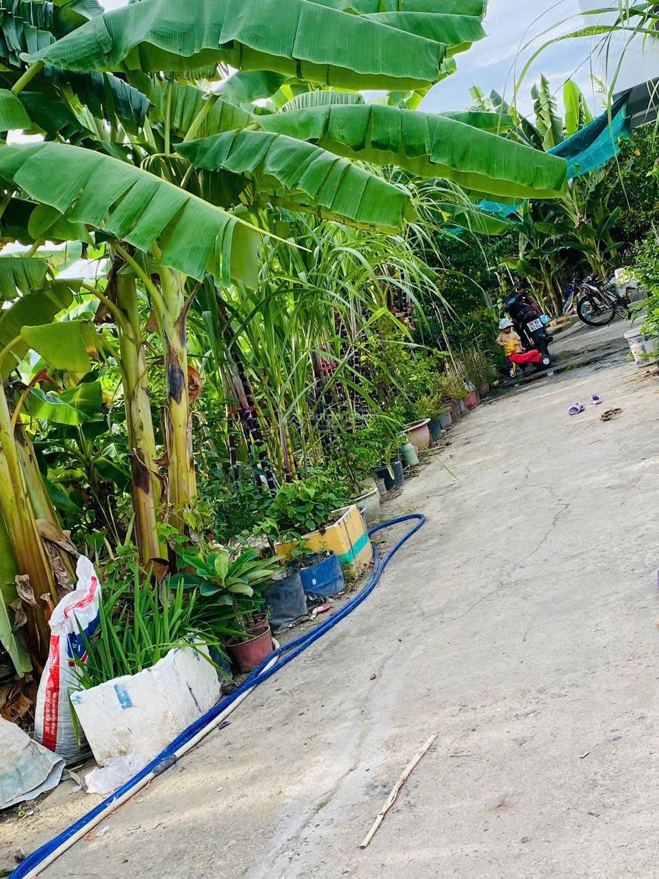Bán 2 lô đất Đường Thông Tin, Diên An, Diên Khánh, giá tốt 16.5 triệu/1m2 full thổ 109m2 và 117m2. Bán 2 lô đất Đường Thông Tin, Diên An, Diên Khánh, giá tốt 16.5 triệu/1m2 full thổ 109m2 và 117m2.