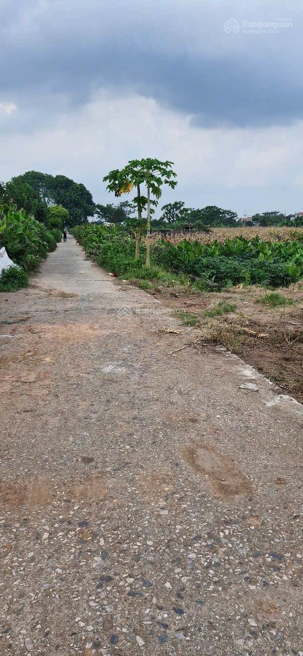 Nhỉnh tỷ có ngay 403m đất 50 năm tại Sài Sơn - Chùa Thầy