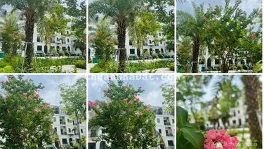 Bán liền kề dự án rẻ ngang chung cư. Diện tích 116m2, tổng giá rẻ nhất vùng