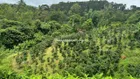 Bán đất tại Thị trấn Măng Đen, 1,7 tỷ, 3200m2 siêu hot