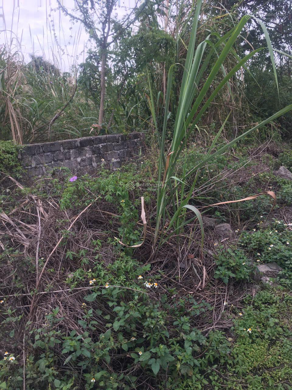 Bán đất mặt đường Minh Khai, phường Hà Phong, thành phố Hạ Long, Quảng Ninh