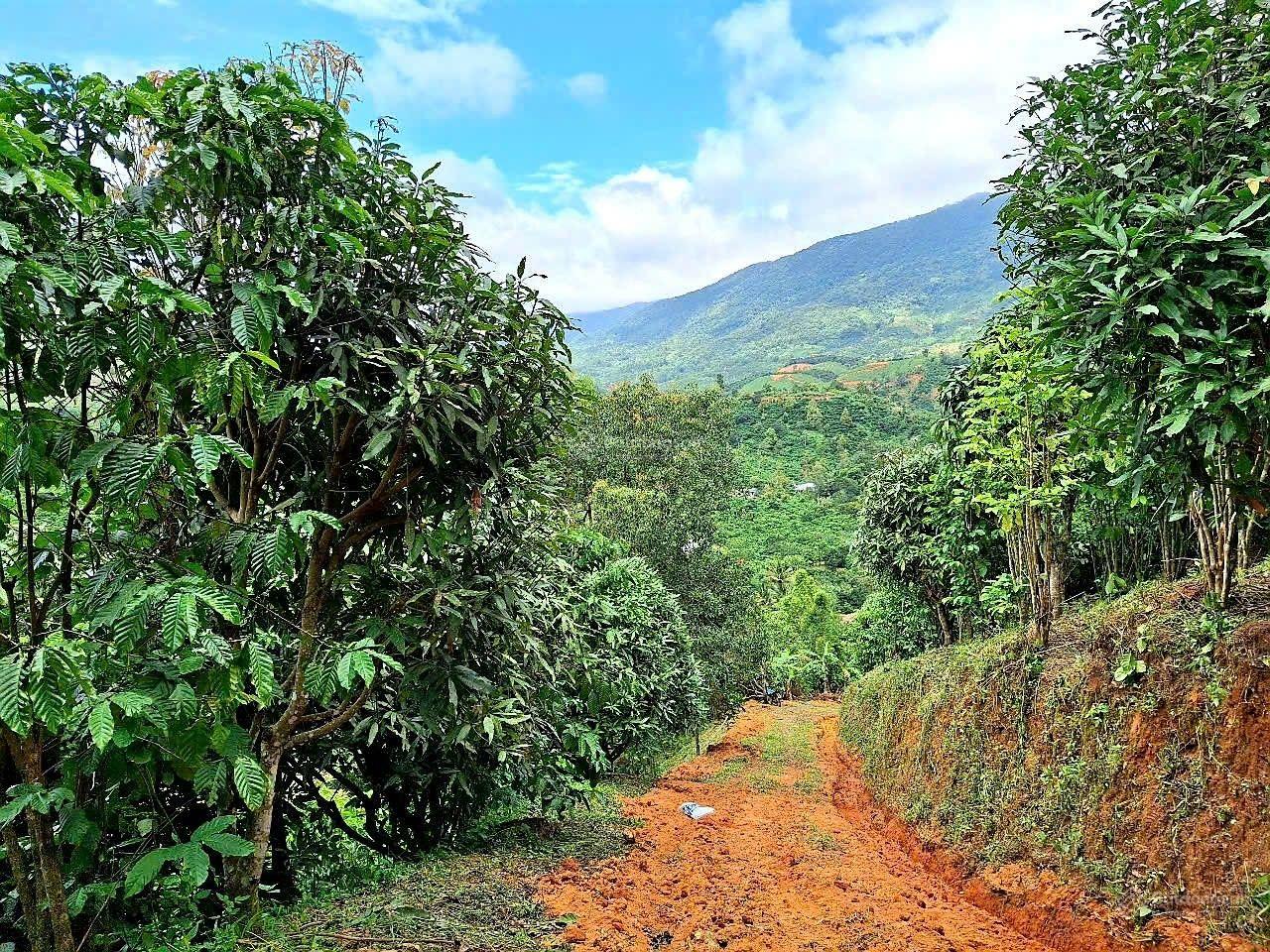 Đất có mặt tiền dài 150m, đường nhựa liên thôn, view đẹp, không khí mát, giá rẻ