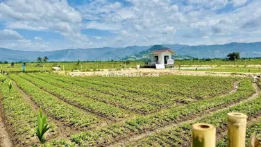 Bán 831m2, có 80m2 thổ, kế bên farm như hình, giá chỉ 350 triệu