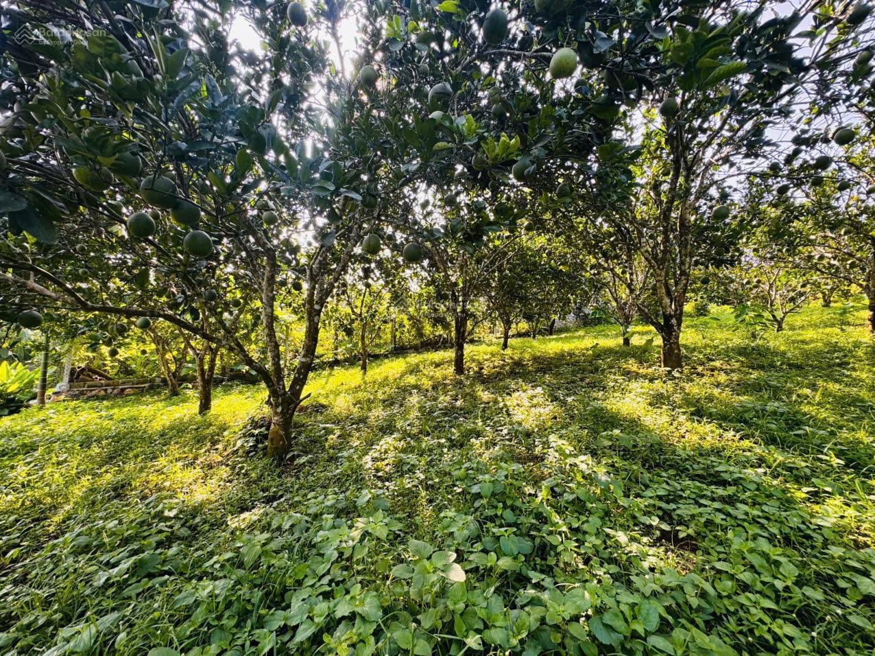 Siêu phẩm khác có 102 tại Kim Bôi, Hòa Bình 500m2 Full thổ cư bám cánh đồng. Giá chỉ 860tr