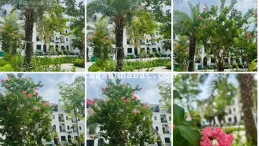 Giá liền kề trong Tây Hồ Tây ngang giá căn hộ. LH 0973 032 ***