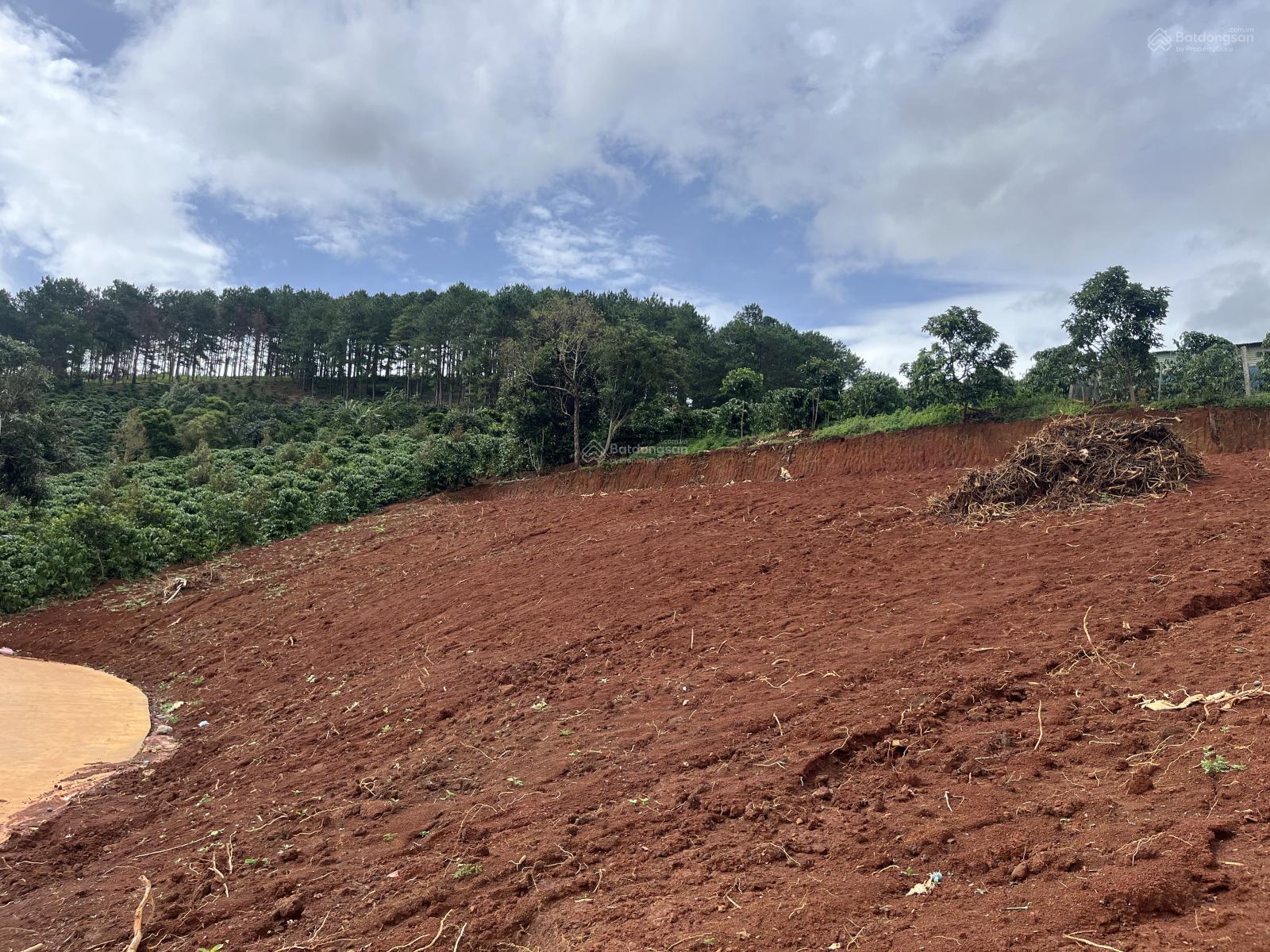 Bán lô đất view đồi thông siêu thoáng, cách trung tâm Đà Lạt chỉ 20km