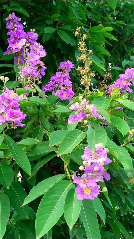 CHÍNH CHỦ BÁN GẤP VƯỜN NGHỈ DƯỠNG 1.200M GIÁ CHỈ 1,2 TỶ TRỌN SỔ VIEW SUỐI, ĐỒI, THUNG LŨNG CỰC ĐẸP
